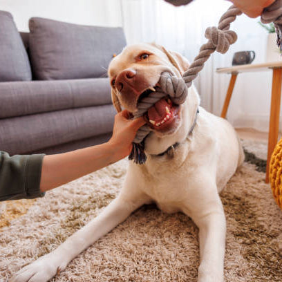 Choosing the Right Toys for Your Pet