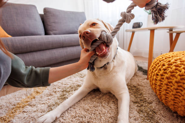 Choosing the Right Toys for Your Pet